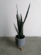 Artificial Snake Plant Dubai