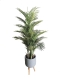 Areca palm Dubai